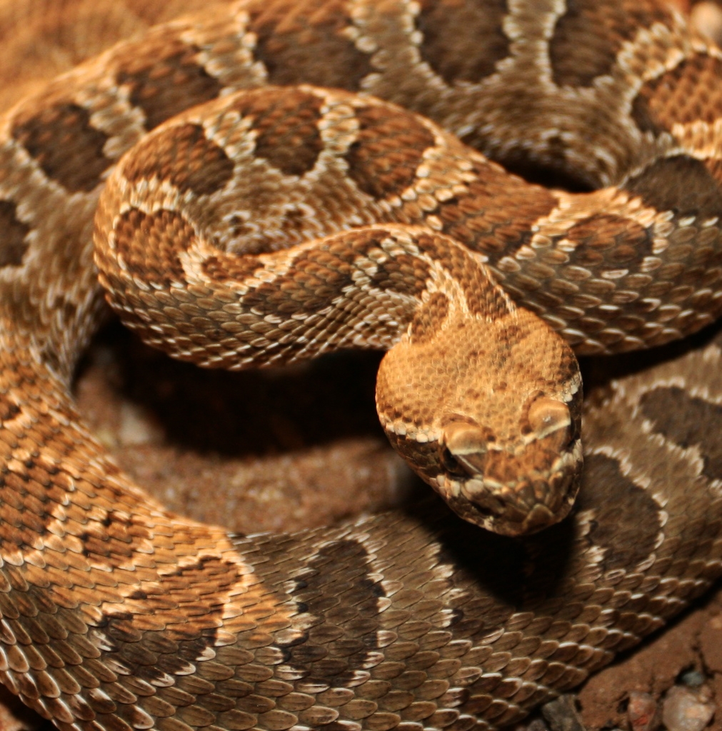 prarie_rattlesnake